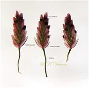  Spikelets